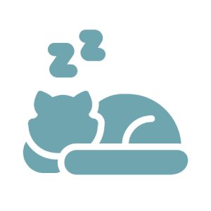 Sleeping cat
